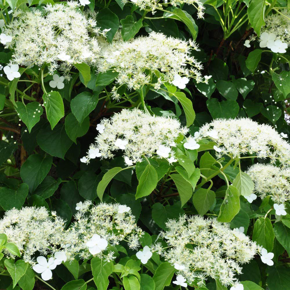 Thompson and Morgan Hydrangea Anomala Petiolaris Plant Pot 2L Image 3