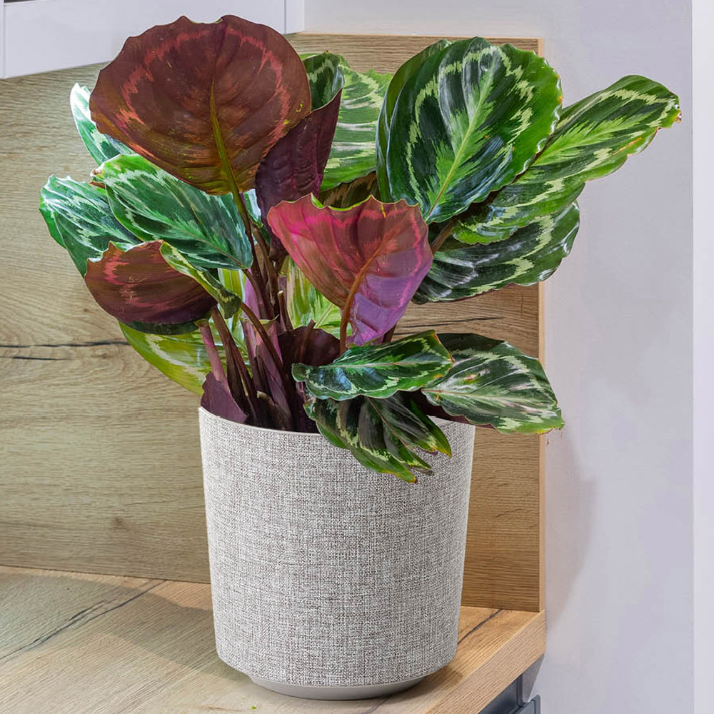 YouGarden Calathea Medallion with Taupe Pot Cover Image 1