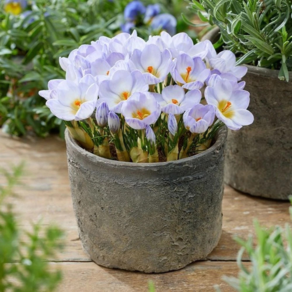 Thompson and Morgan Crocus Joop Planting Bulb 10 Pack Image 3