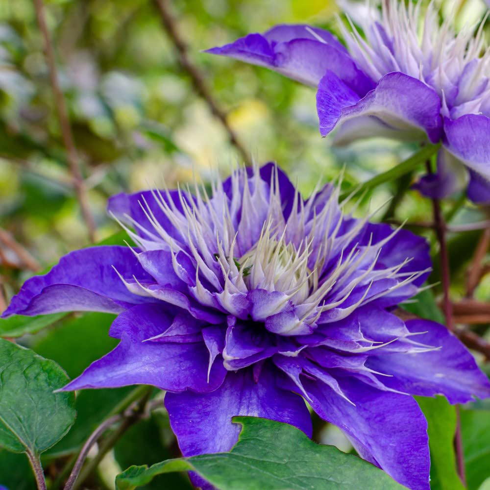 Thompson and Morgan Clematis Multi Blue Plant Pot 1.7L Image 4