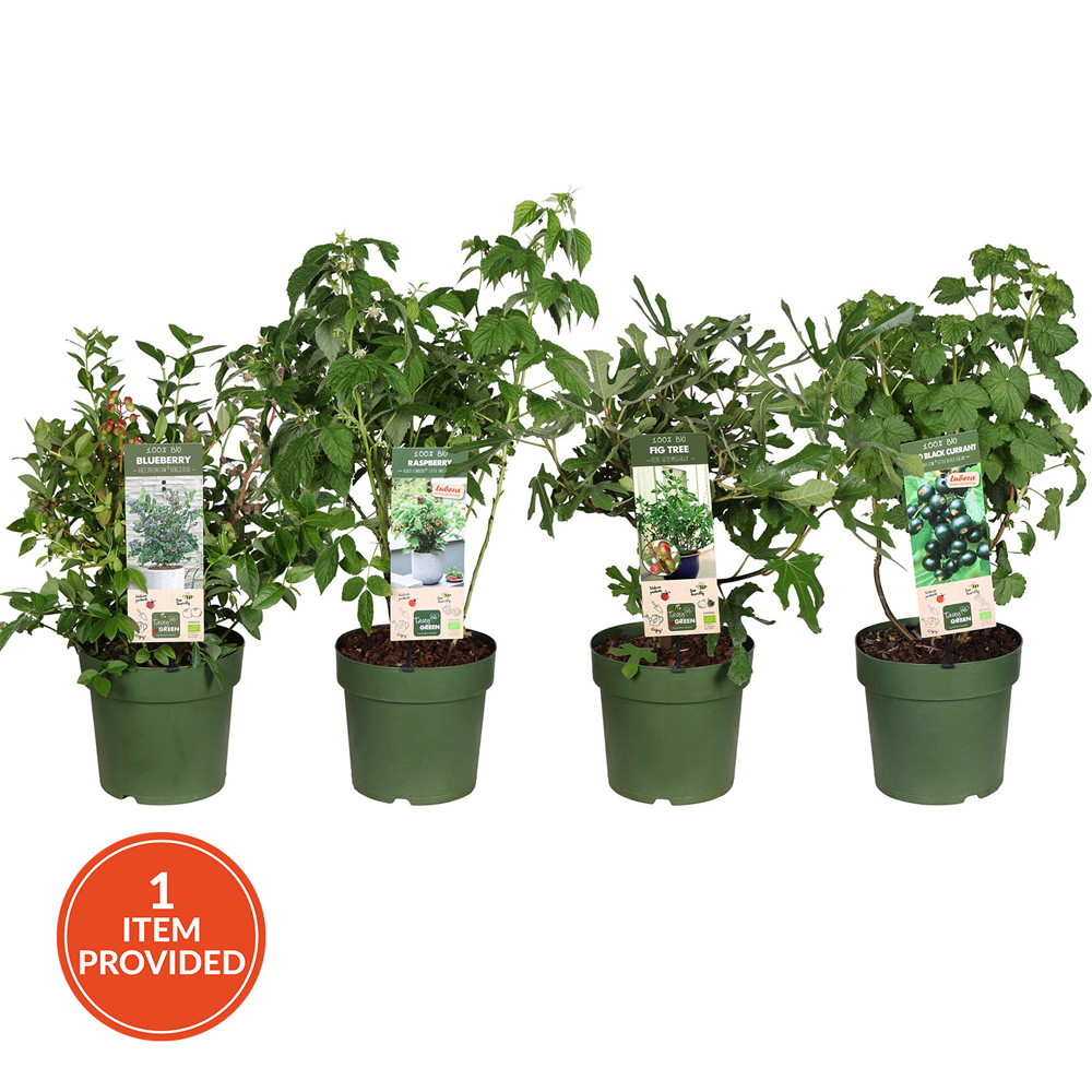 Large Patio Berry Mix Plant Image