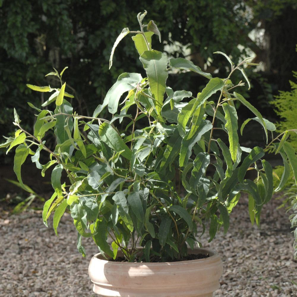 Thompson and Morgan Eucalyptus Citriodora Citrus Plant Pot 9cm 3 Pack Image 1