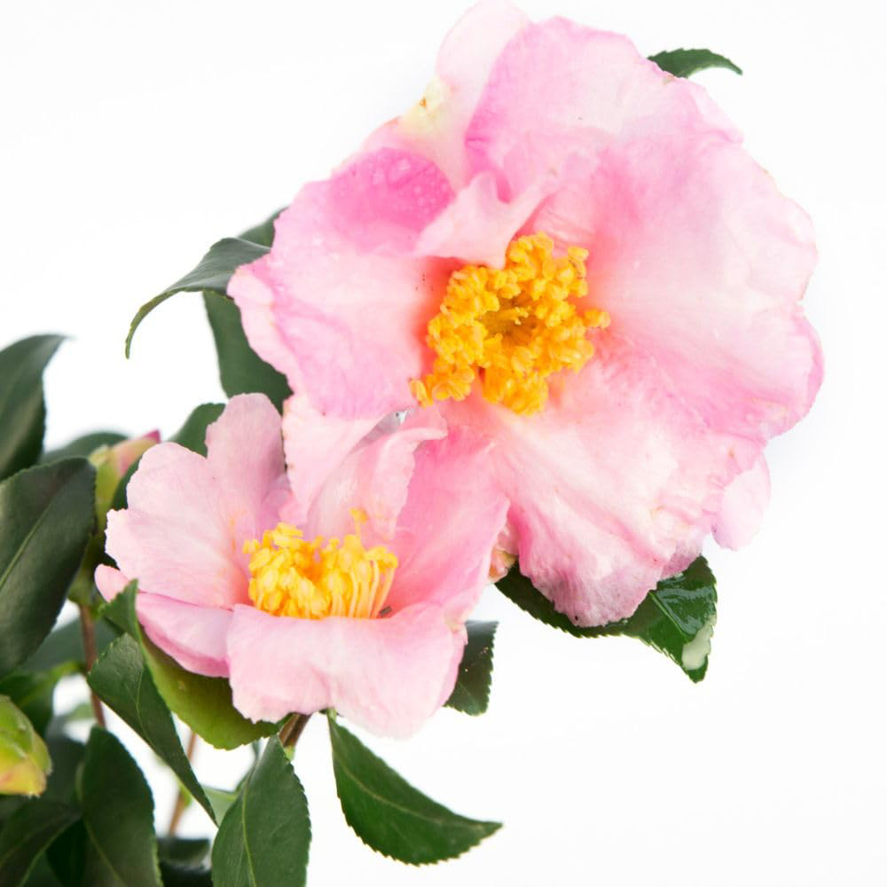 Thompson and Morgan Camellia Sasanqua Cleopatra Plant Pot 15L Image 2