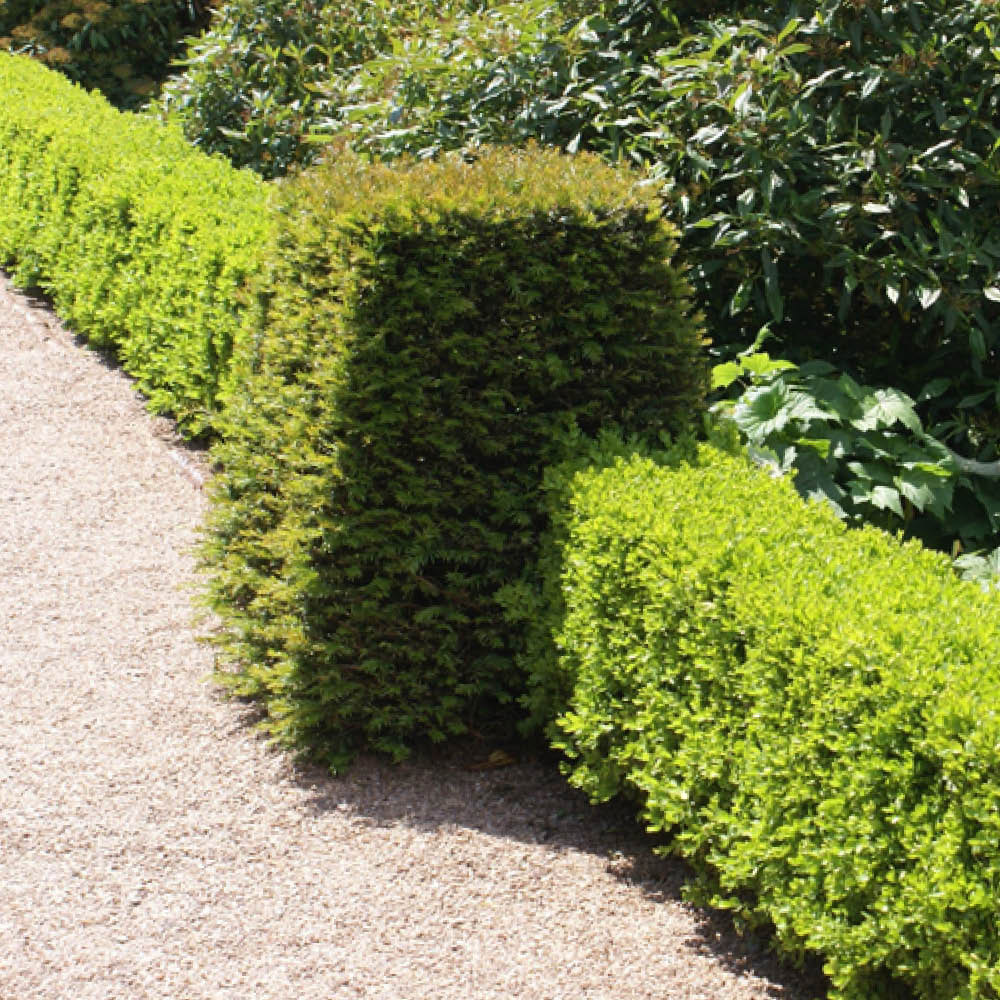 YouGarden Common Box Hedging Buxus Sempervirens 20cm 24 Pack Image 1
