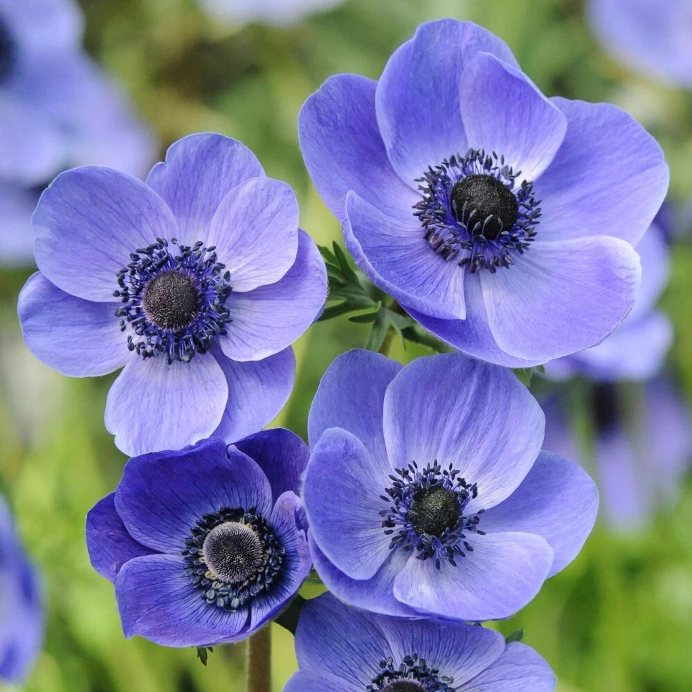 Thompson and Morgan Anemone Mr Fokker Planting Bulb 32 Pack Image 1
