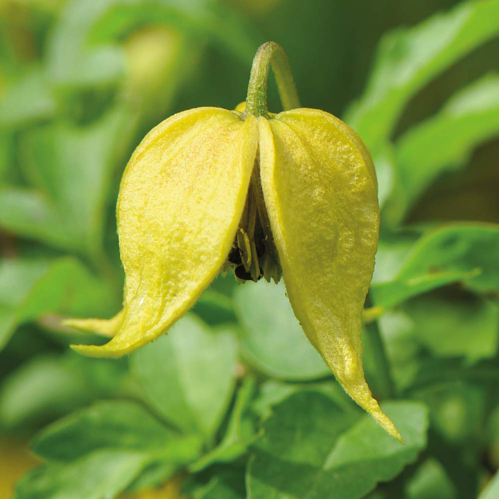 Thompson and Morgan Clematis Little Lemons Plant Pot 7cm Image 1