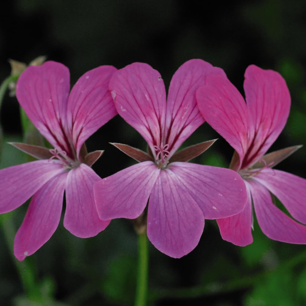 Thompson and Morgan Geranium Peltatum Pink Plant Pot 10.5cm 2 Pack Image 3