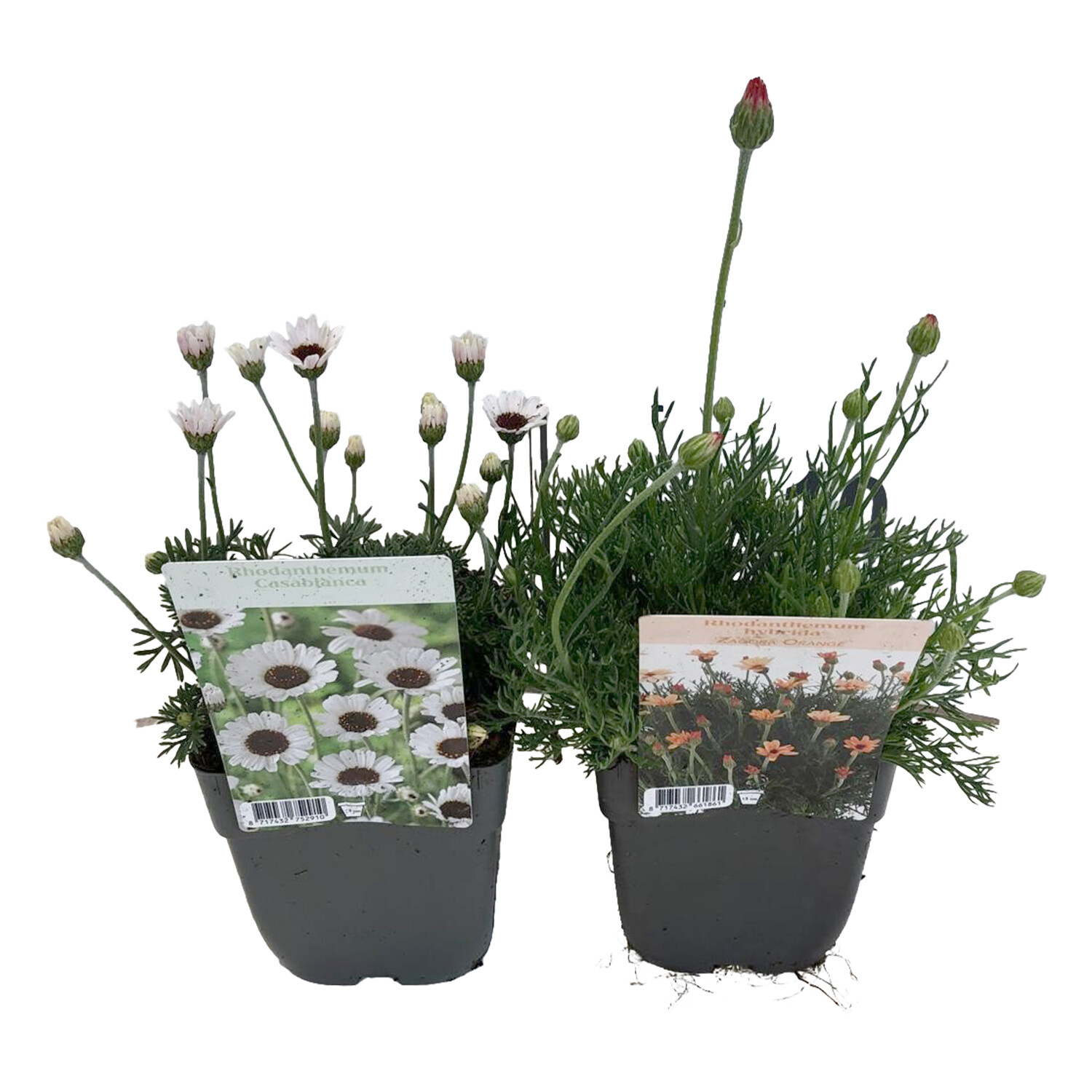 Rhodanthemum Casablanca Moroccan Daisy - Green Image