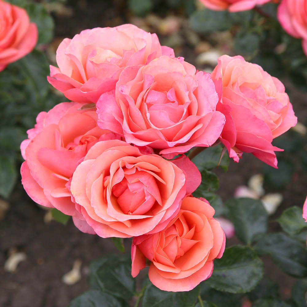 YouGarden Rose Coral Gardens Bare Root Image 2