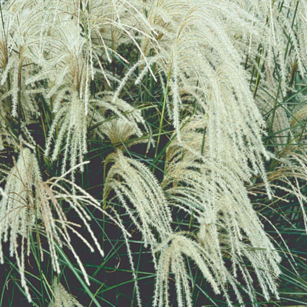 Thompson and Morgan Miscanthus Sinensis Kleine Silberspinne Plant Pot 7.5L Image