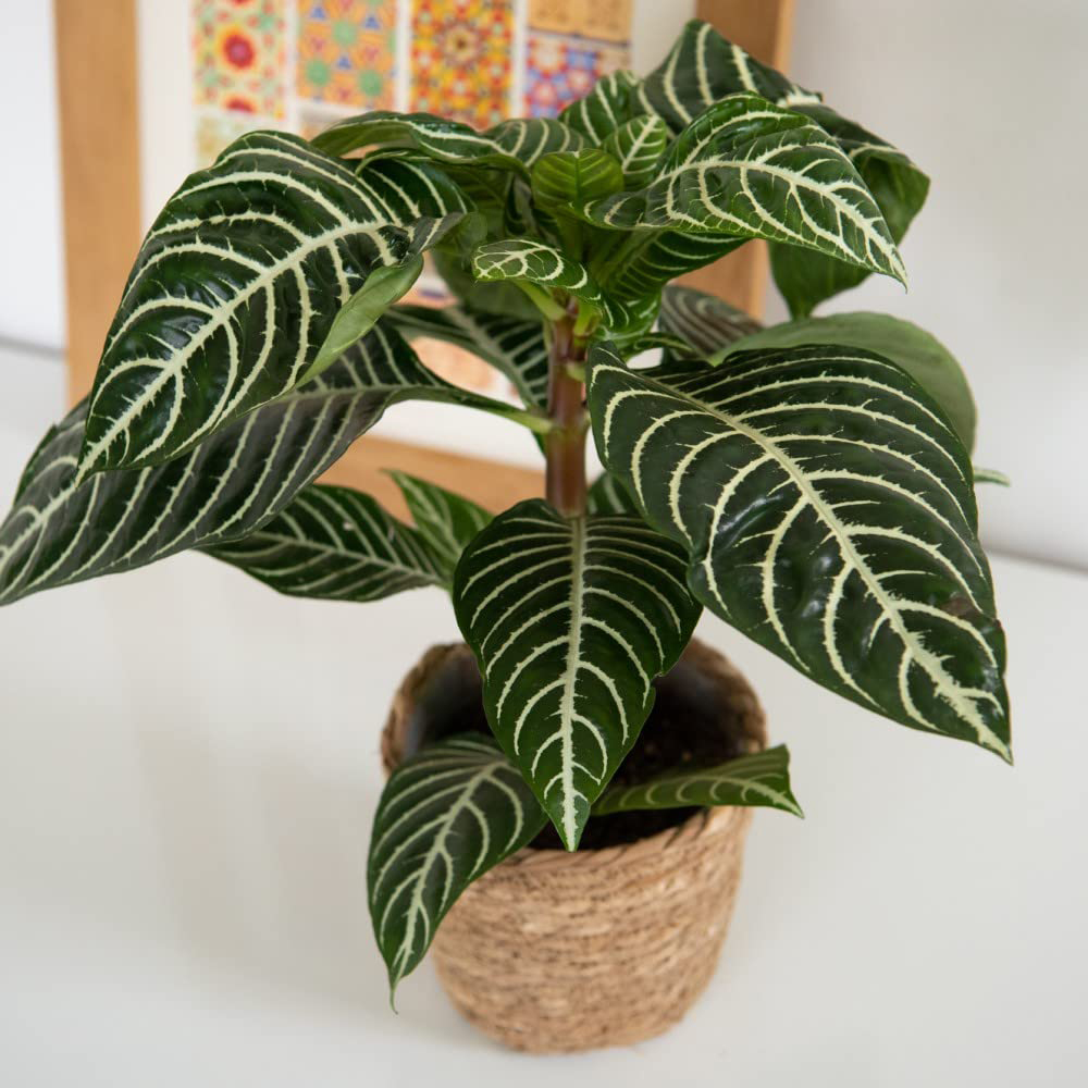 Thompson and Morgan Aphelandra Squarrosa Plant Pot 13cm Image 4