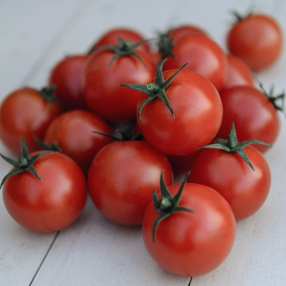 Thompson and Morgan Tomato Gardeners Delight Plant Pot 9cm Image 4