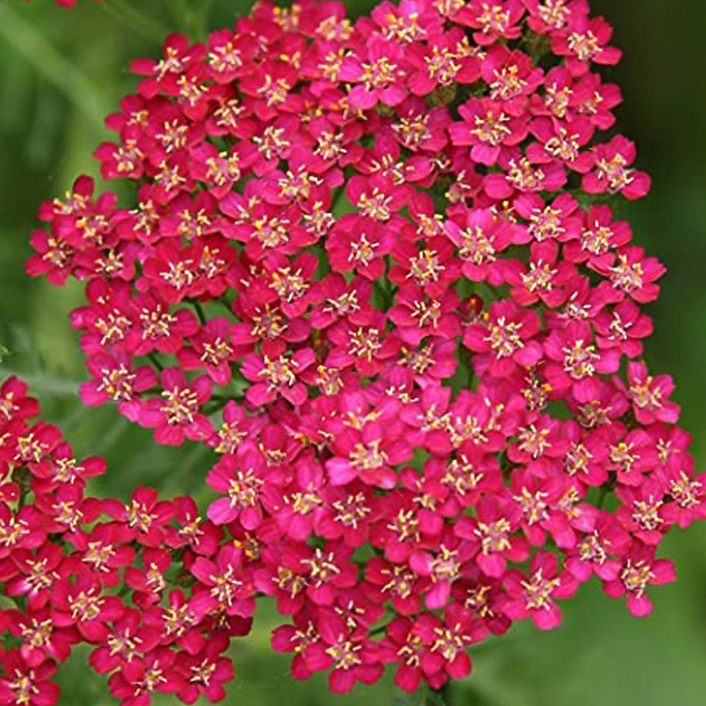 Thompson and Morgan Achillea Cerise Queen Plug Plant 6 Pack Image 6