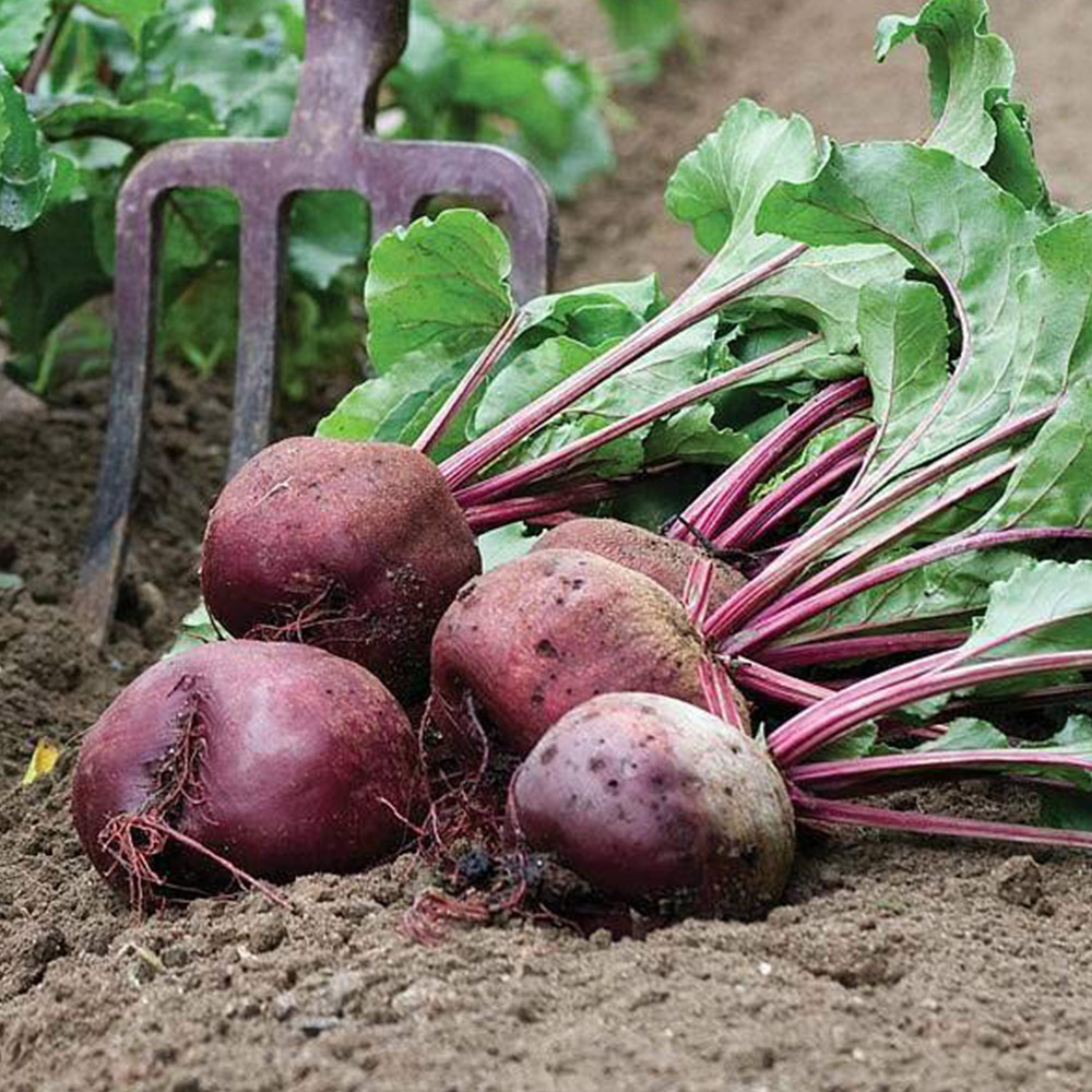 Thompson and Morgan Beetroot Detroit 2 Crimson Globe Seeds Image 1