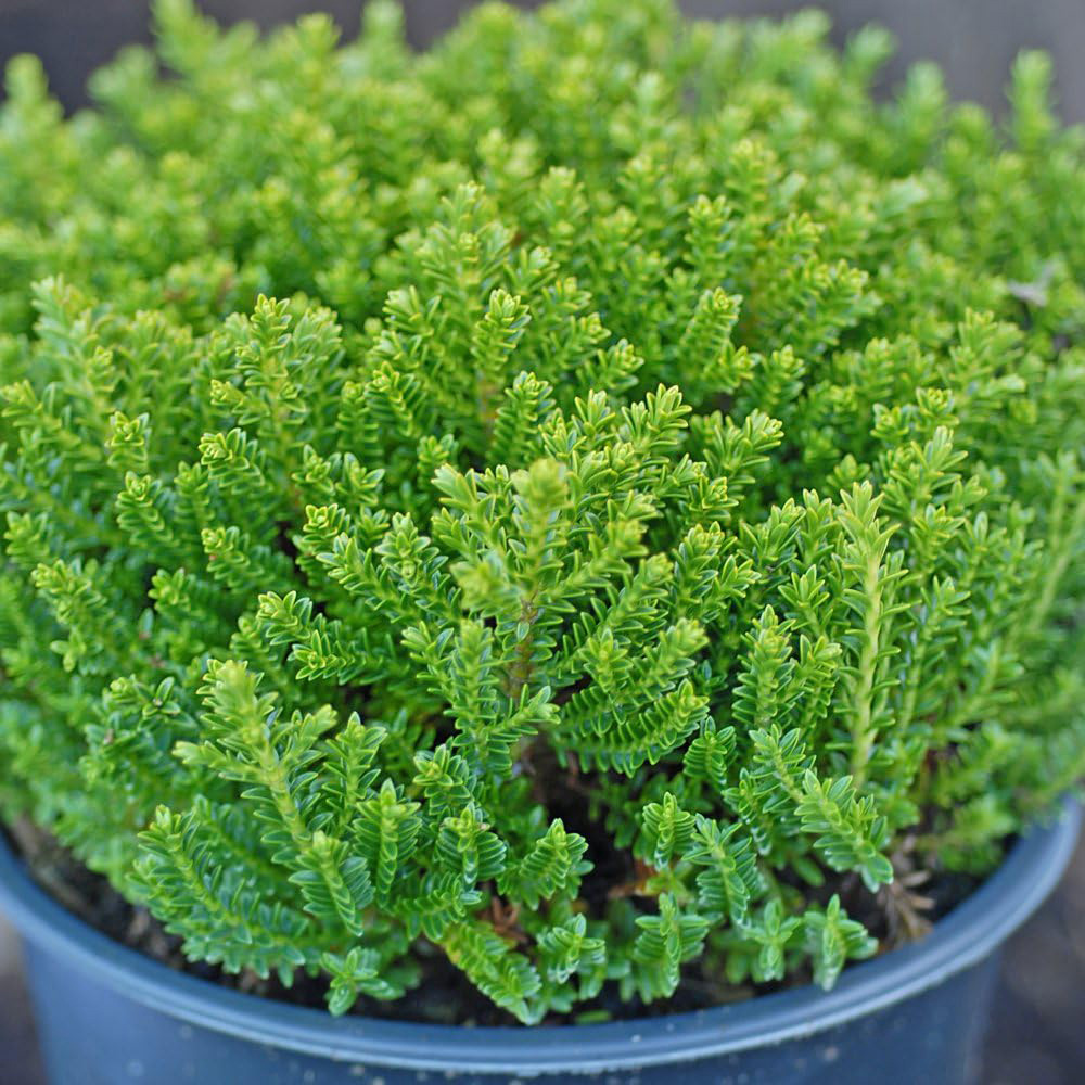 Thompson and Morgan Hebe Emerald Green Potted Plant 9cm Image 2