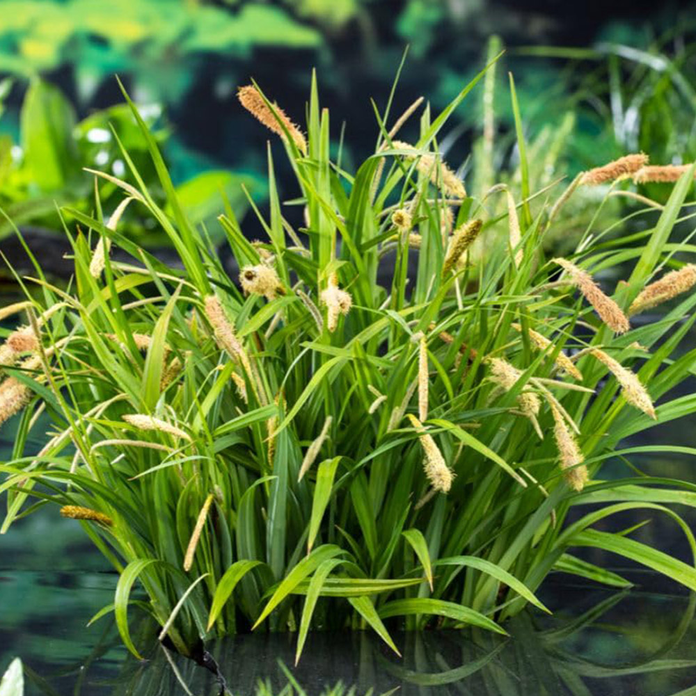 Thompson and Morgan Carex Pendula Plant Pot 9cm Image 1