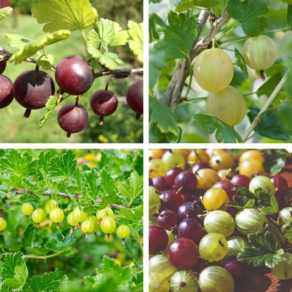 Thompson and Morgan Gooseberry Growers Choice Plant Pot 9cm 6 Pack Image 1