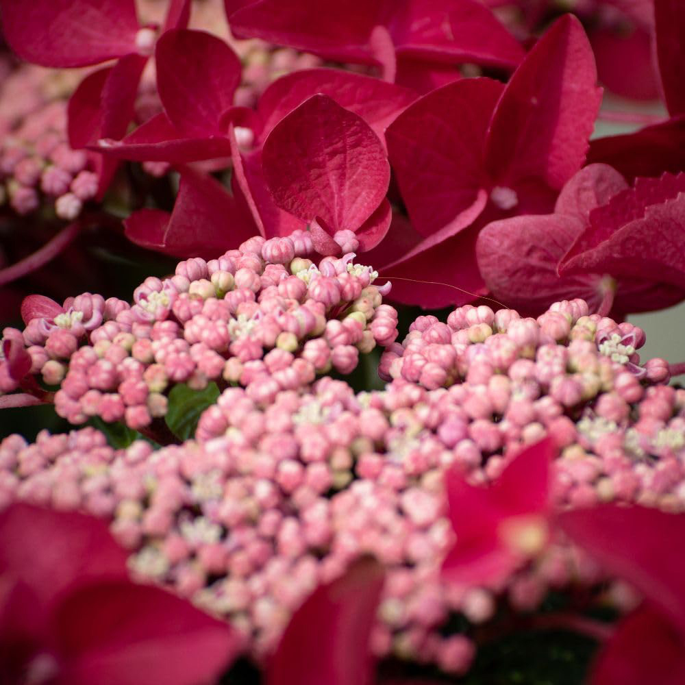 Thompson & Morgan Hydrangea Rotschwanz Plant Pot 3.6L Image 1
