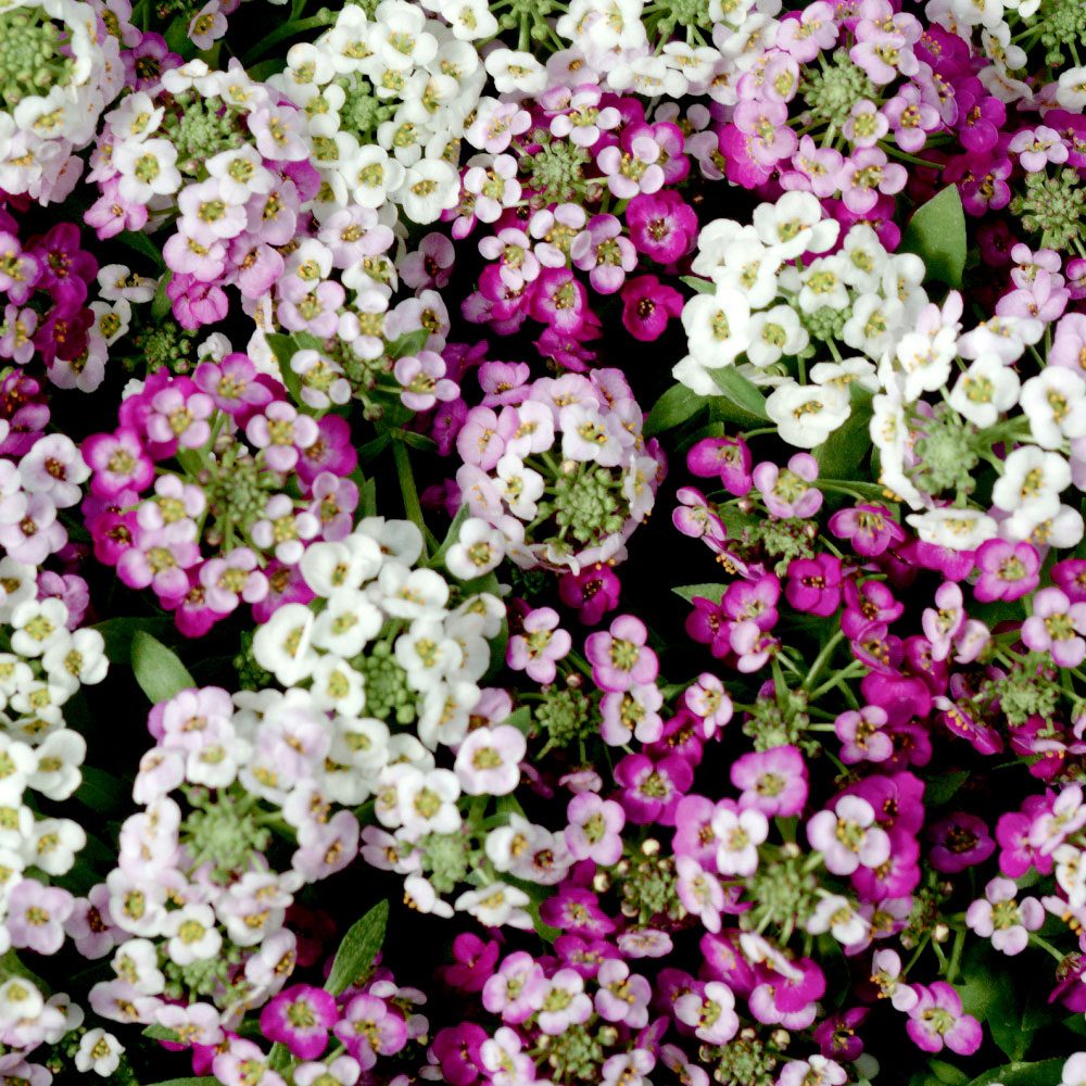 Thompson and Morgan Alyssum Clear Crystal Mixed Garden Ready Plant 30 Pack Image 4