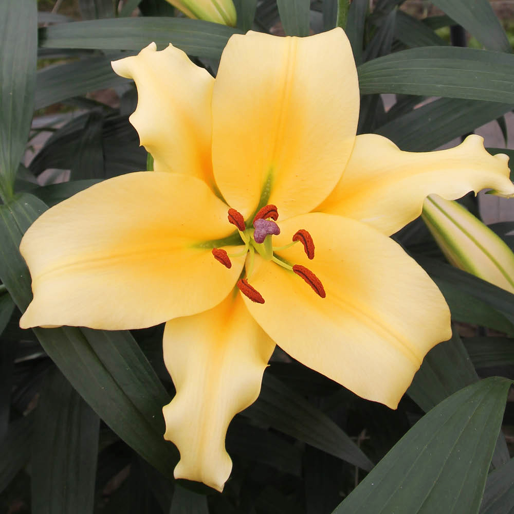 YouGarden Skyscraper Shine On Lily Bulb 3 Pack Image 1