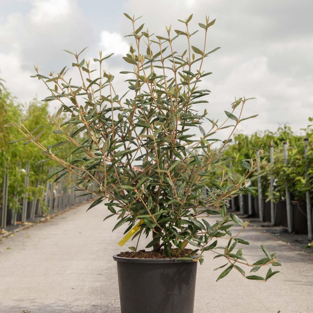 Thompson and Morgan Viburnum Pragense Plant Pot 3.6L Image 3