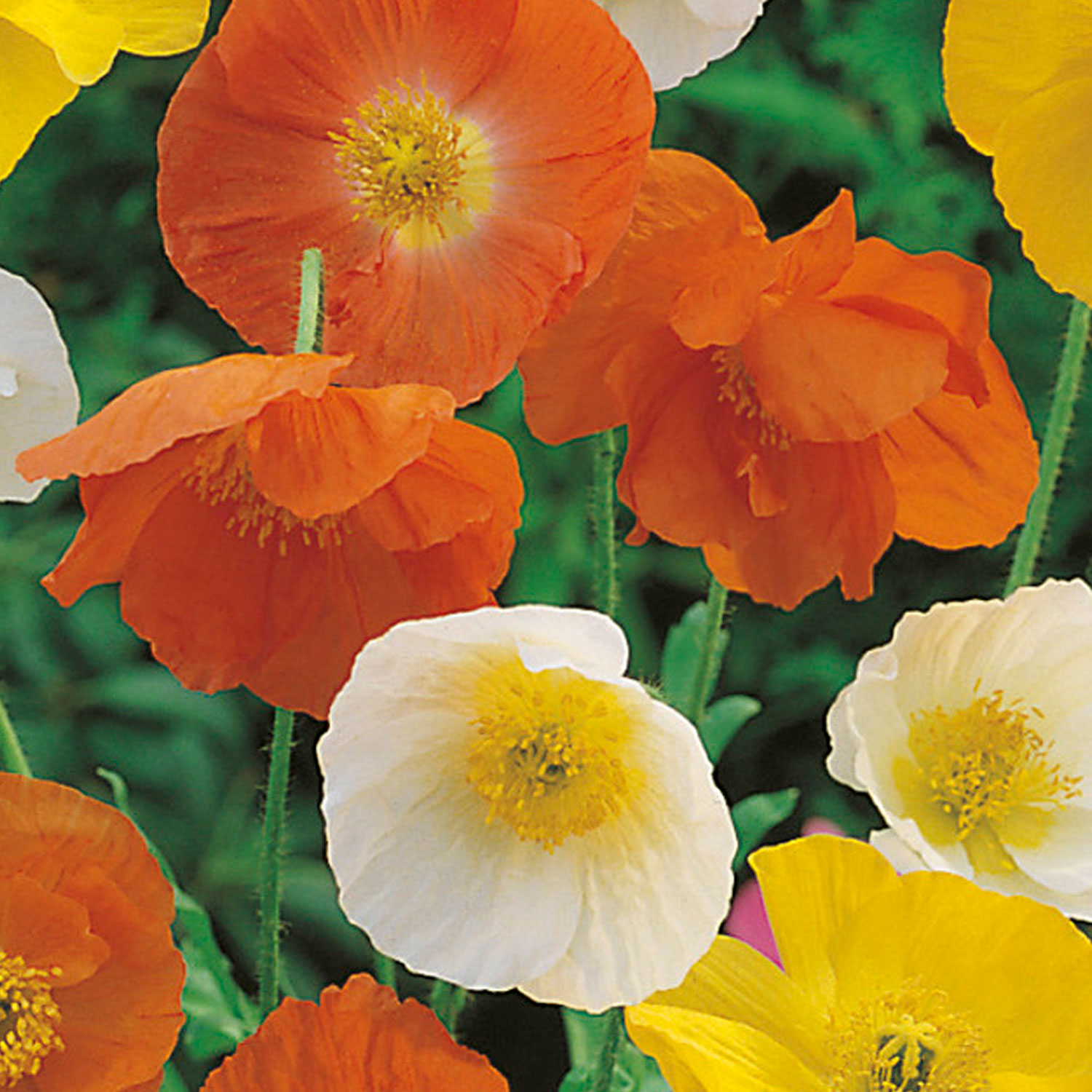 Johnsons Poppy Iceland Mixed Flower Seeds Image 1