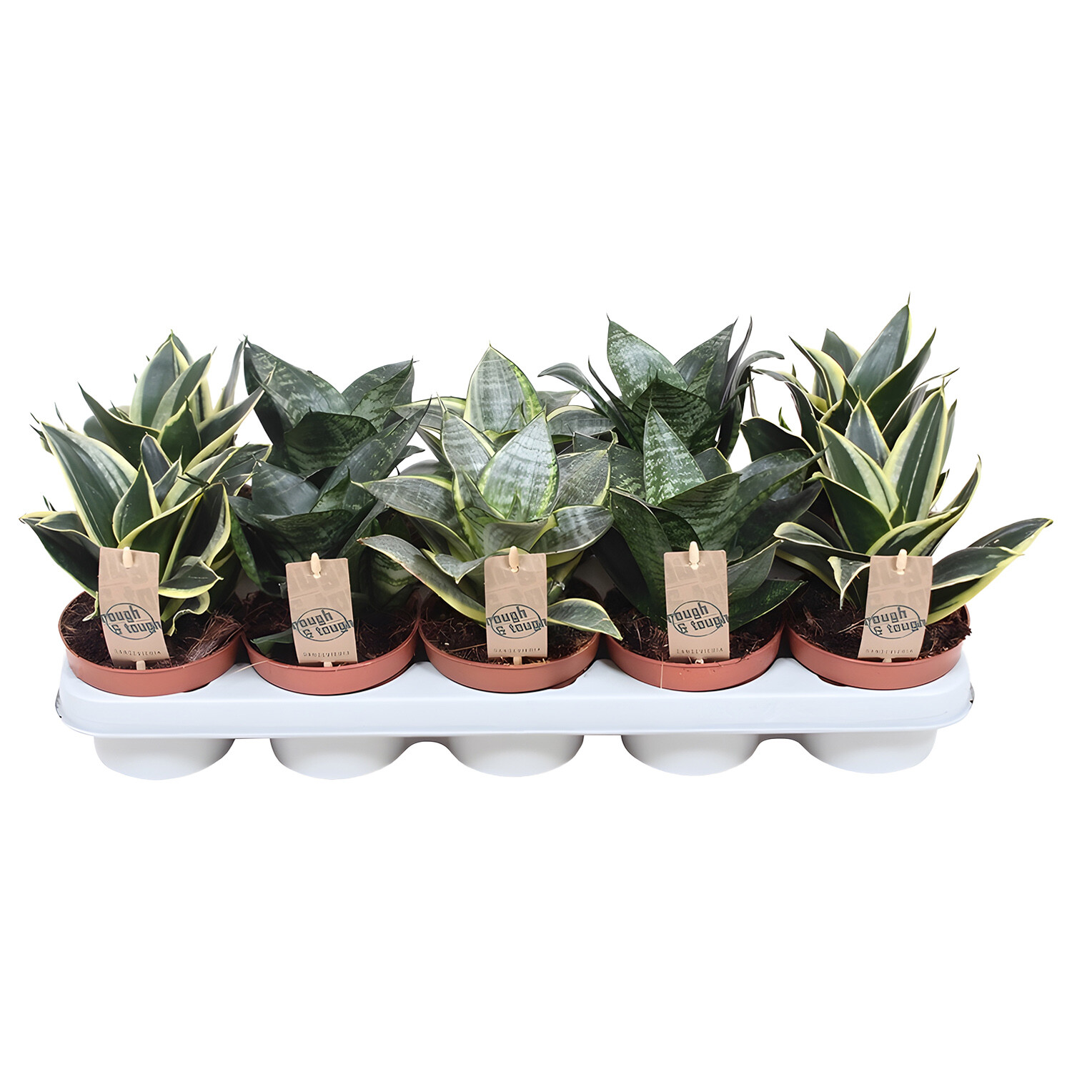 Sansevieria Hahnii 12cm - Light and Dark Green Image