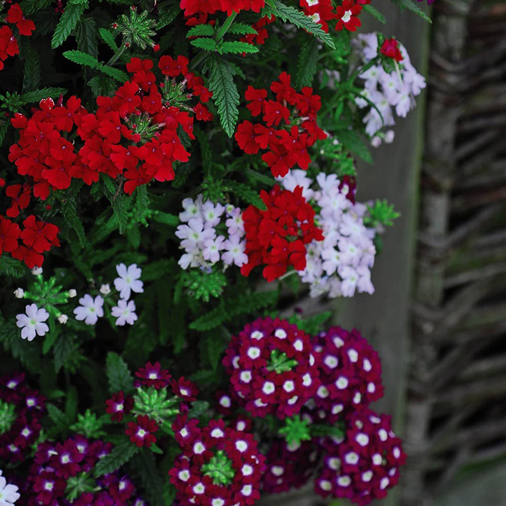 Thompson and Morgan Verbena Quartz Garden Ready Plant 15 Pack Image 2