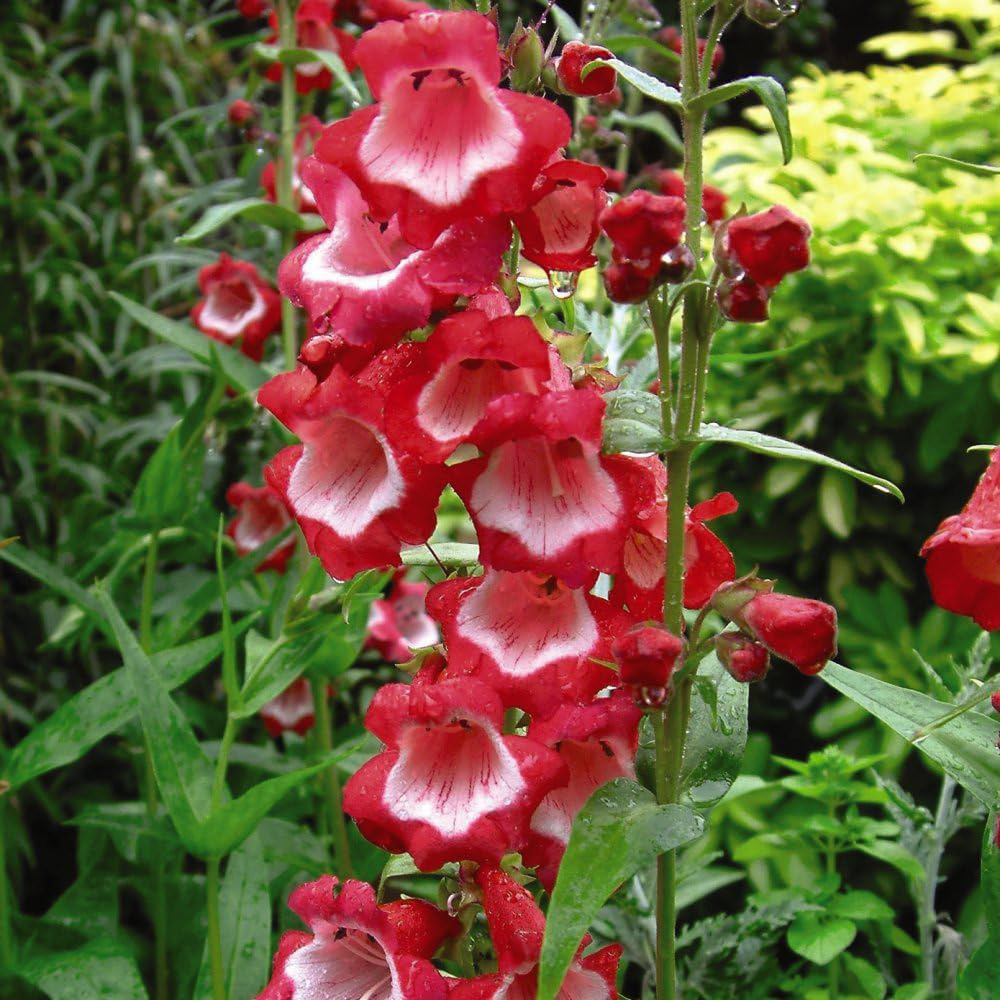 Thompson and Morgan Penstemon Ice Cream Jumbo Plant Plug 9 Pack with 10 Flower Seeds Image 4