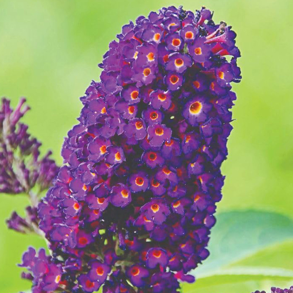 Thompson and Morgan Buddleja Buzz Indigo Plant Pot 1L 2 Pack Image 2