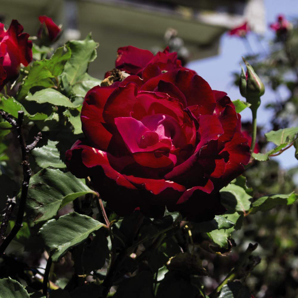 Thompson & Morgan Rose Breeders Choice Red Bare Root Image