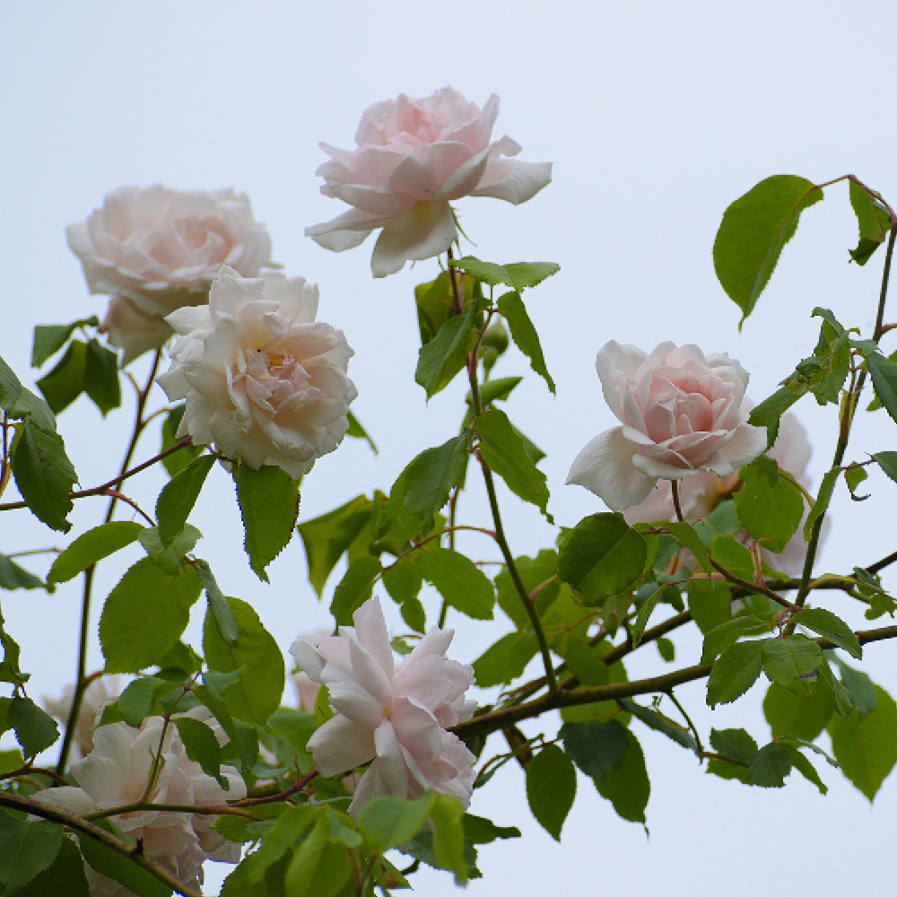 YouGarden Madame Alfred Carriere Bare Root Rose Image 3