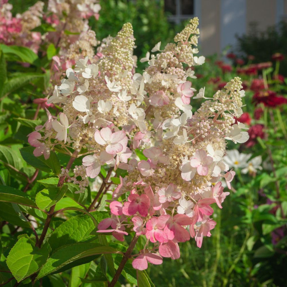Thompson & Morgan Hydrangea Paniculata Pinky Winky Plant Pot 30L Image 2