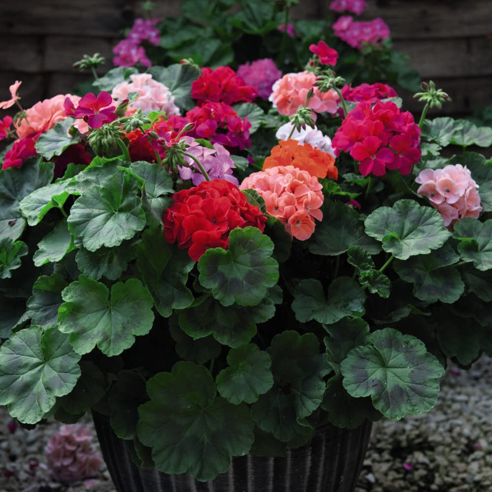 Thompson and Morgan Geranium Zonal JackPot Mixed Plant Plug 72 Pack Image 2