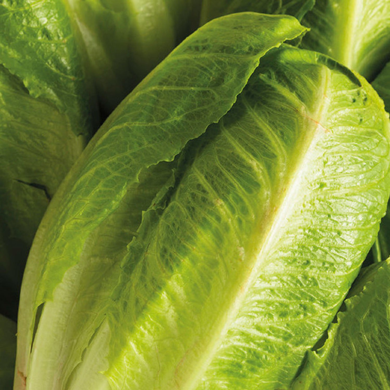 Johnsons Organic Parris Island Cos Lettuce Seeds Image 1