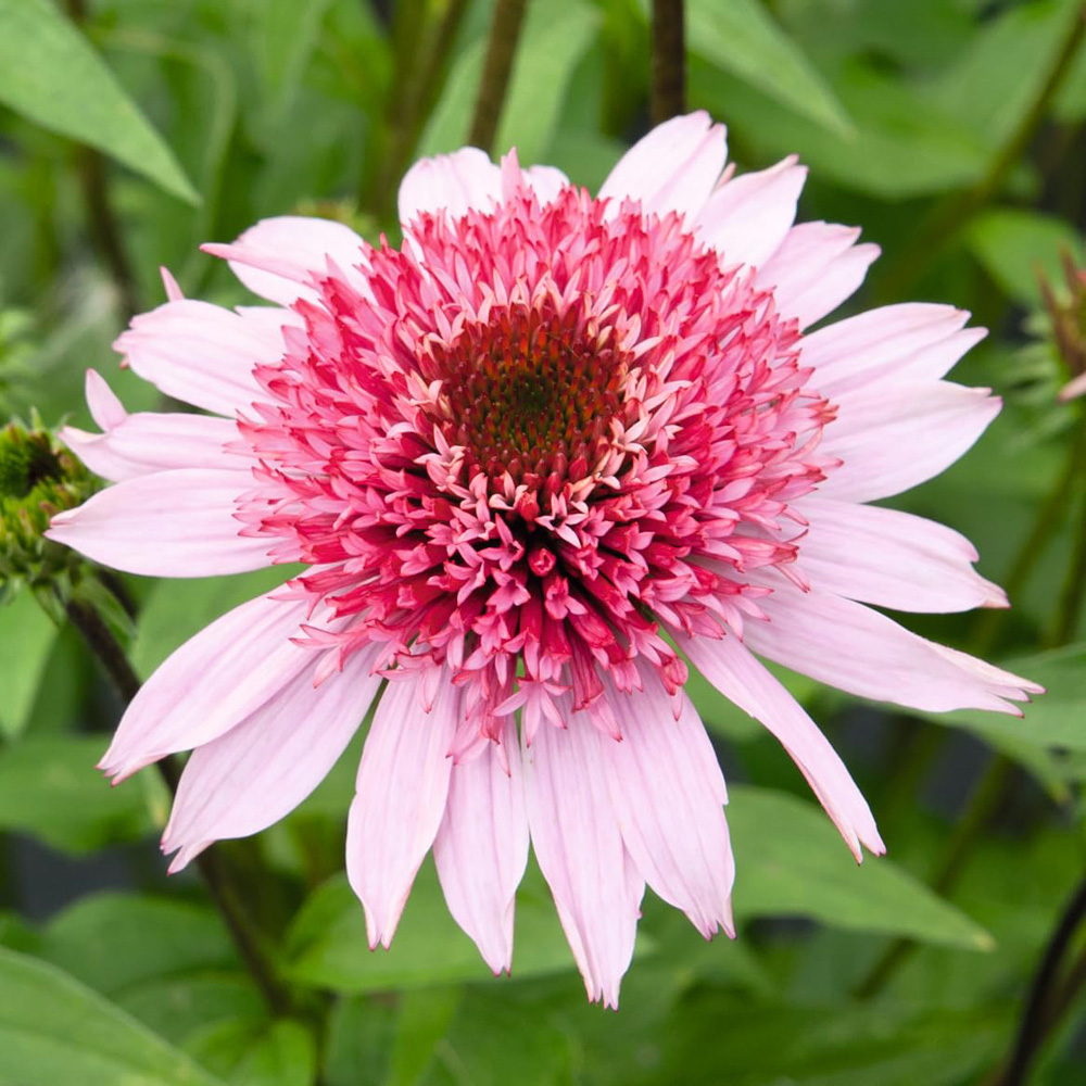 Thompson and Morgan Echinacea Purpurea Papallo Semi Double Pink Plant Pot 3L Image 1