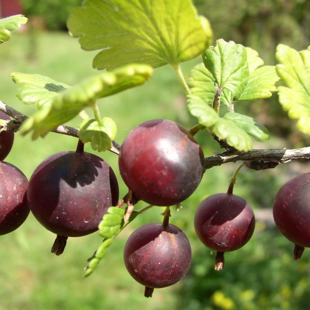 Thompson and Morgan Gooseberry Growers Choice Plant Pot 9cm 3 Pack Image 3