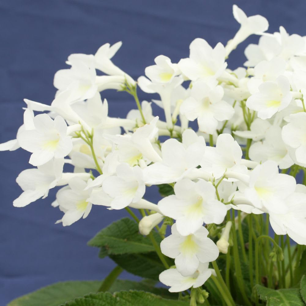 Thompson and Morgan Streptocarpus Pearl Jumbo Plug 3 Pack Image 1