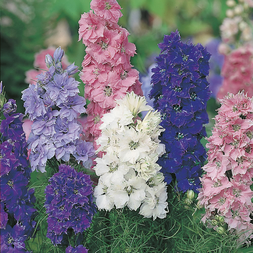 Johnsons Larkspur Dwarf Hyacinth Seeds Image 1