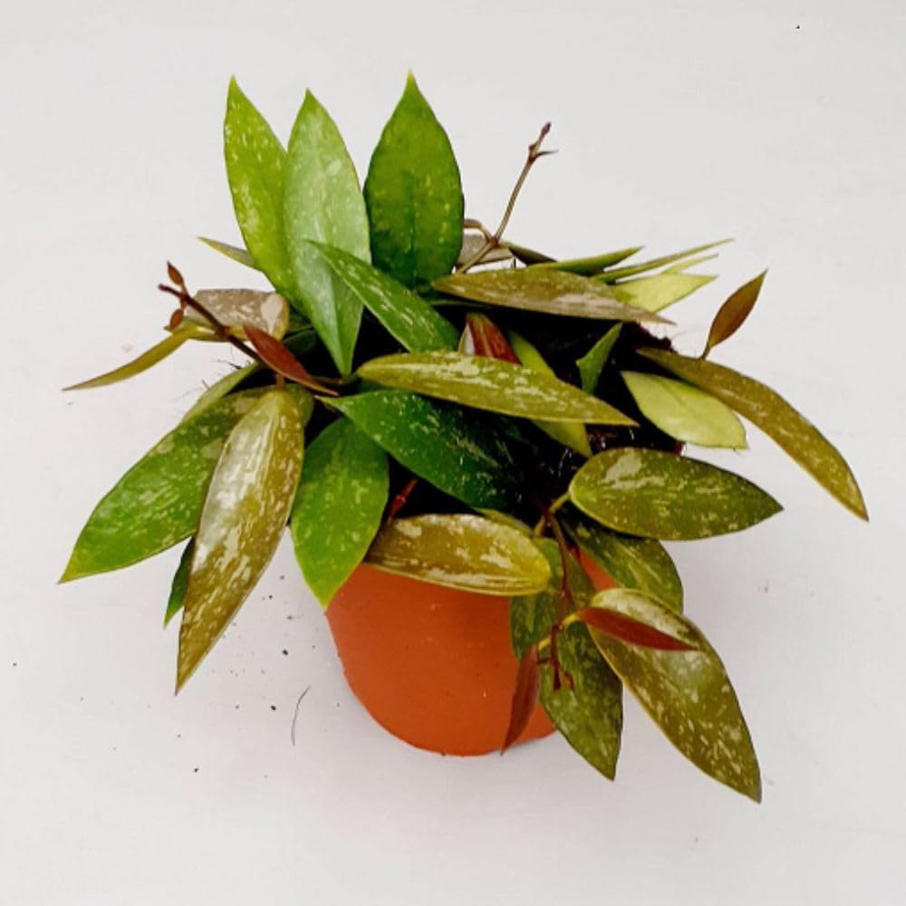 Thompson & Morgan Hoya Gracilis Plant in Hanging Basket 14cm 2 Pack Image 2