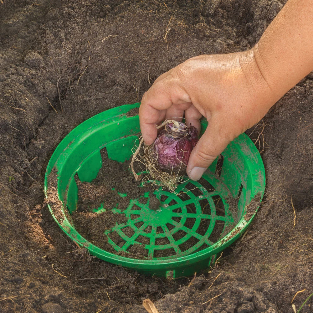 Thompson and Morgan Bulb Planting Basket 3 Pack Image 2