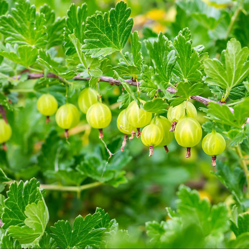 Thompson and Morgan Gooseberry Growers Choice Plant Pot 9cm 6 Pack Image 3