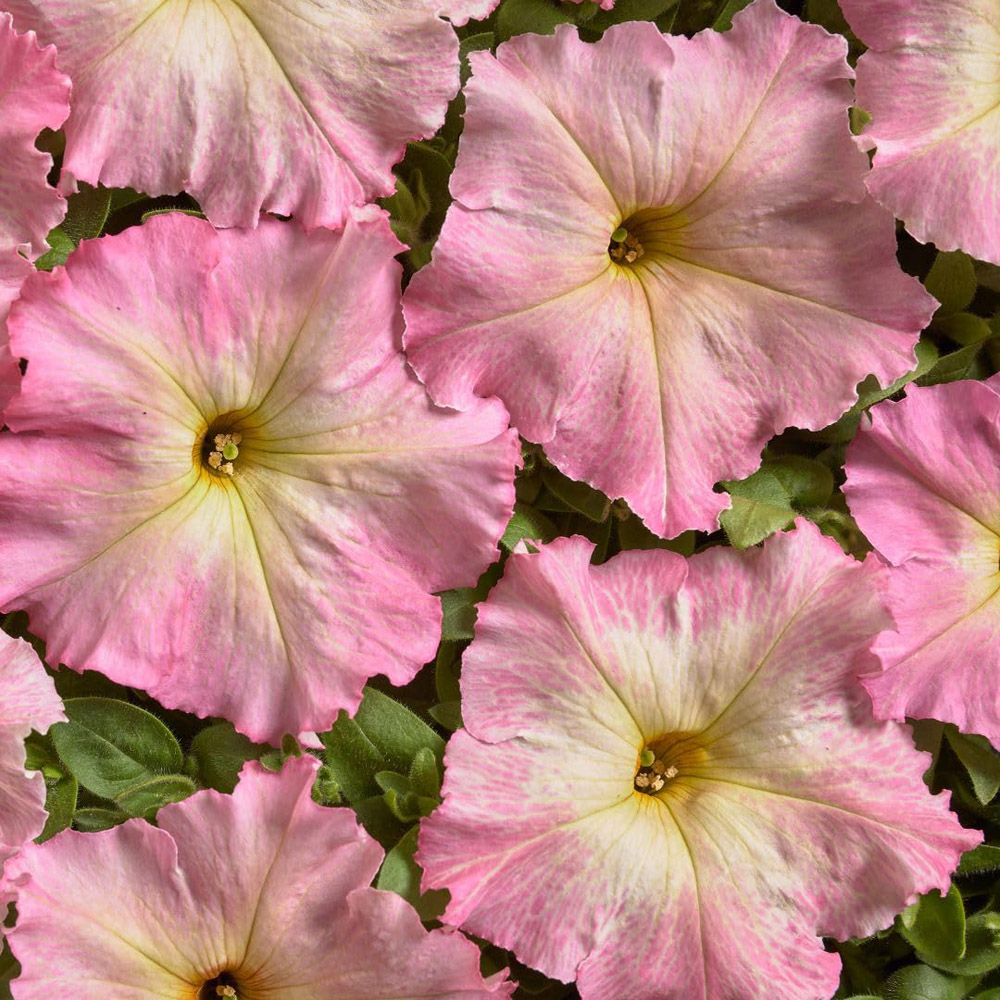 Thompson and Morgan Petunia Hybrida Multiflora Alenka F1 Seed Packet Image 2