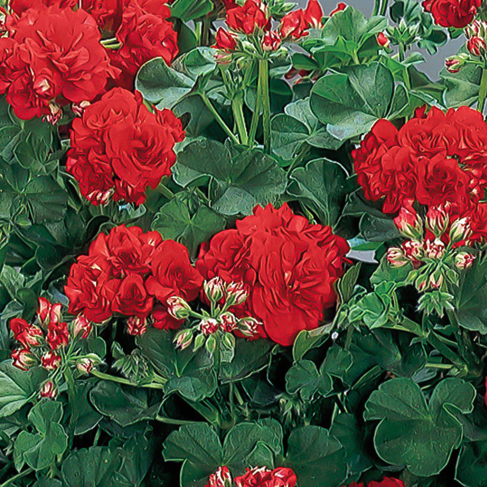 YouGarden Geranium Rosebud Collection Plug Plant 12 Pack Image 3
