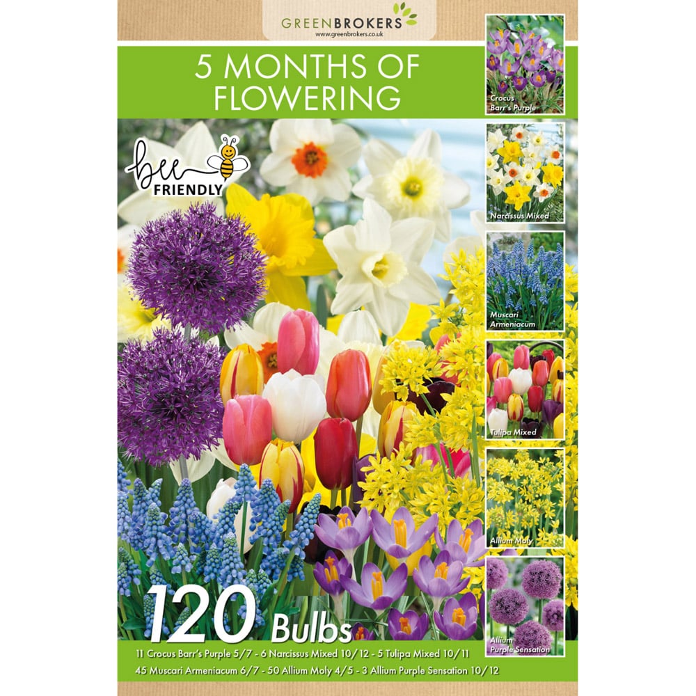 GreenBrokers Dutch Flowering 5 Month Mixed Planting Bulb 120 Pack Image 2