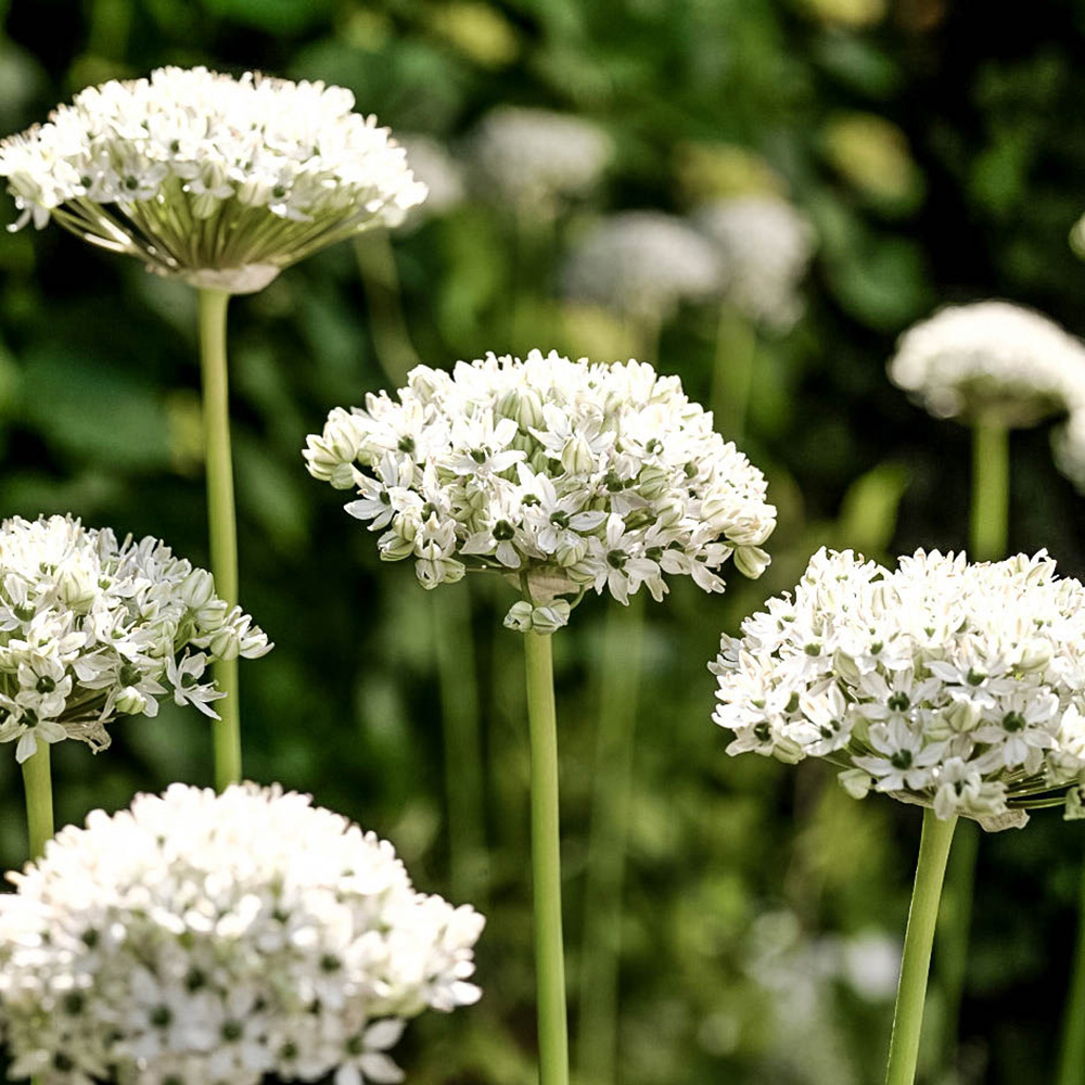 wilko Allium Collection Mixed Planting Bulb 200 Pack Image 7