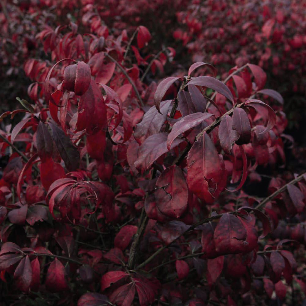 Thompson and Morgan Euonymus Alatus Compactus Plant Pot 9cm Image 2