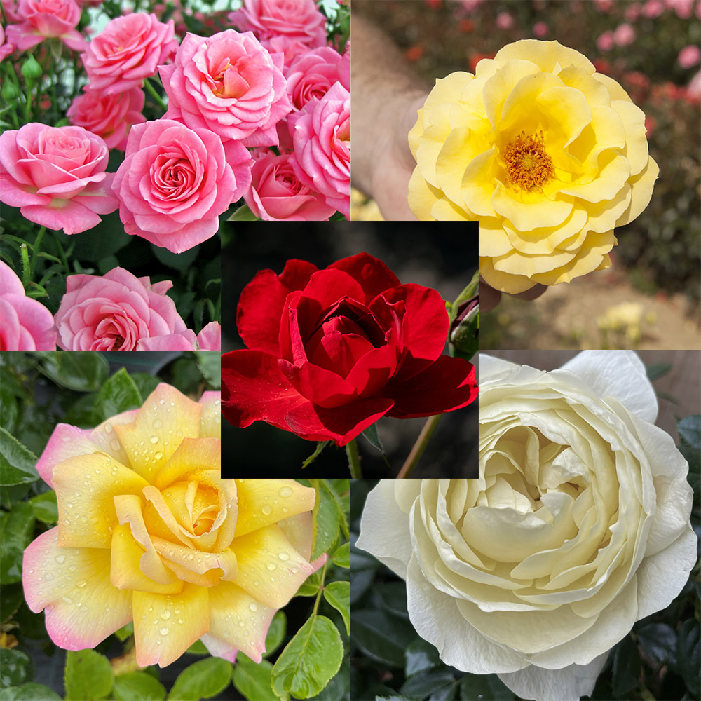 YouGarden Rose Garden Glamour Collection Bare Root 5 Pack Image 1