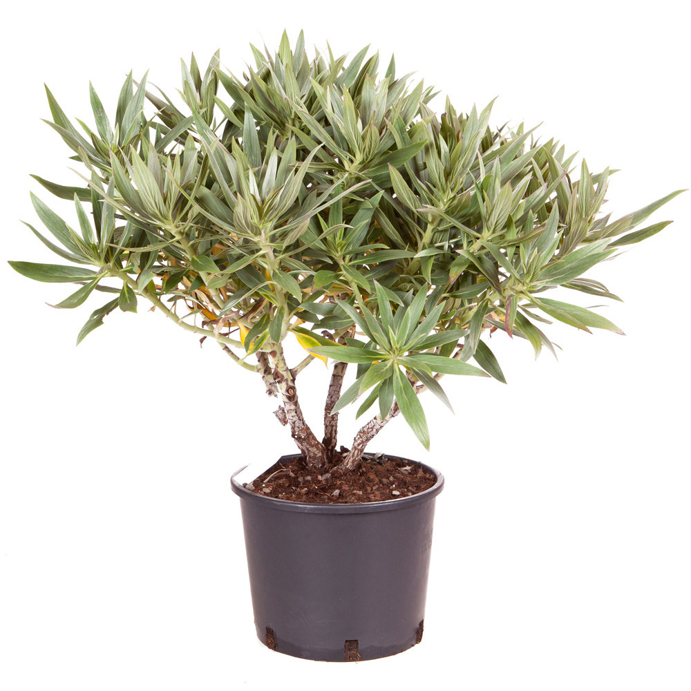 YouGarden Echium Candicans Pride of Madeira Plant in Pot 5L Image 2