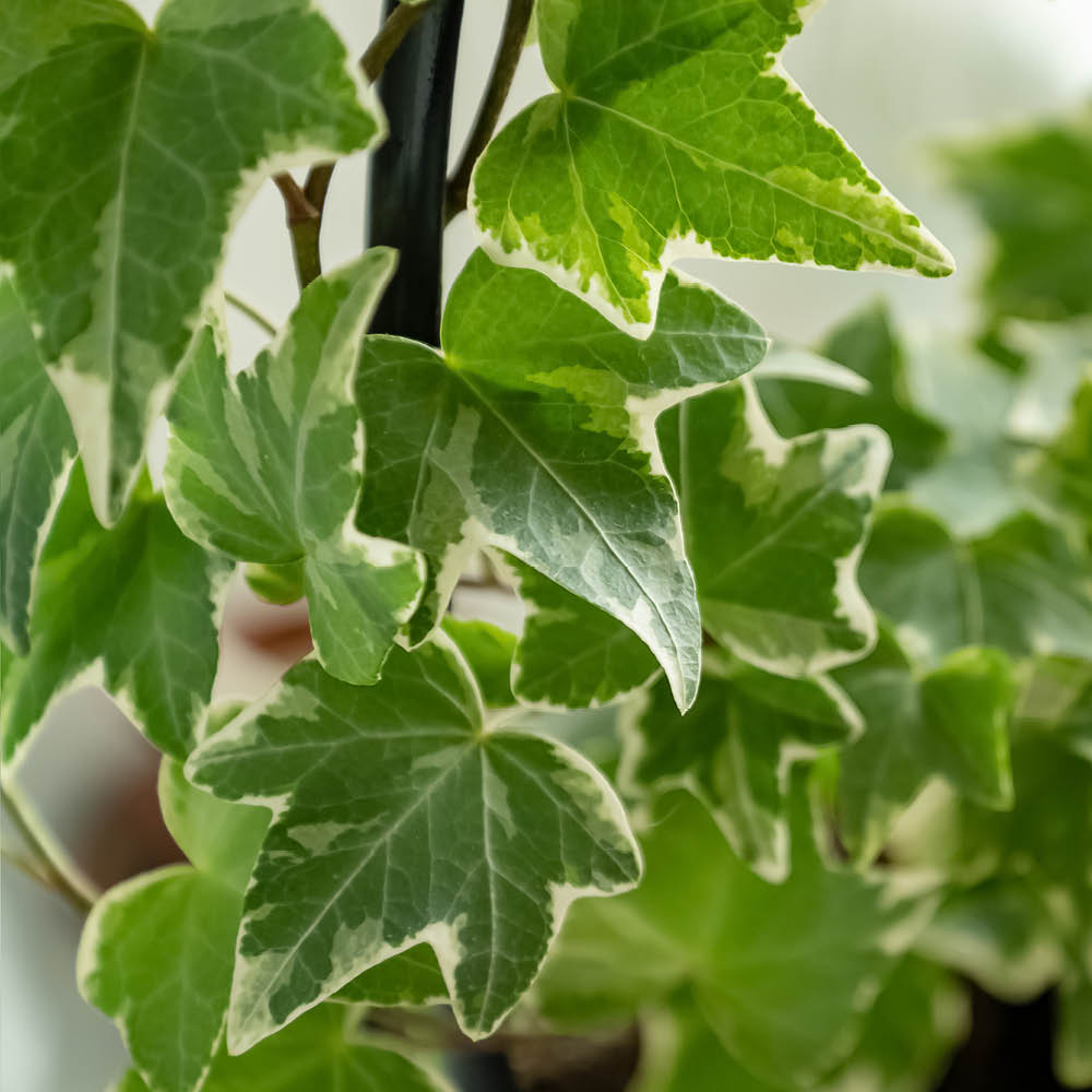 YouGarden Variegated Ivy Hedera Plant Pot 9cm 3 Pack Image 1